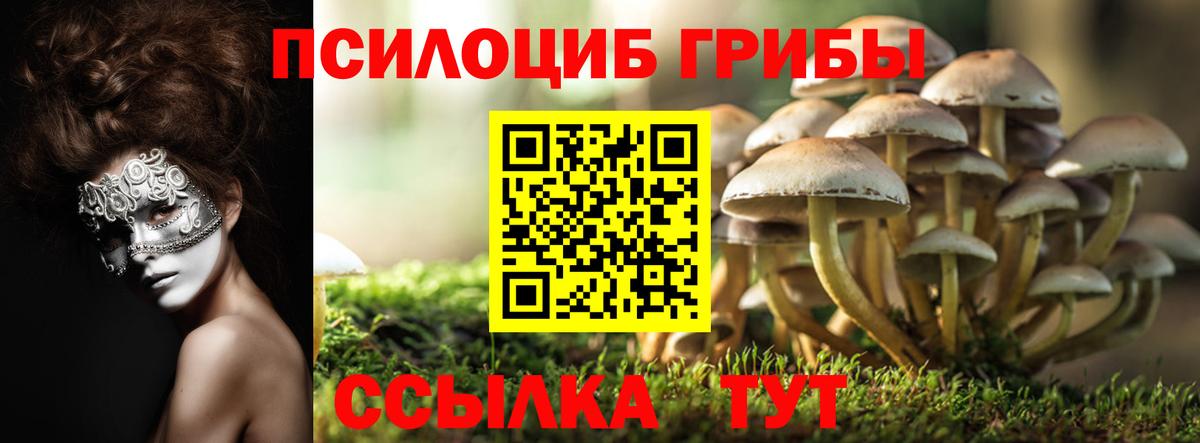 Галлюциногенные грибы Psilocybe Слободской